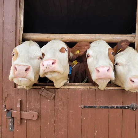 شقة In Hollersbach Near Slopes Dorf (Salzburg)