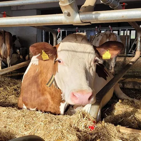 شقة In Hollersbach Near Slopes *