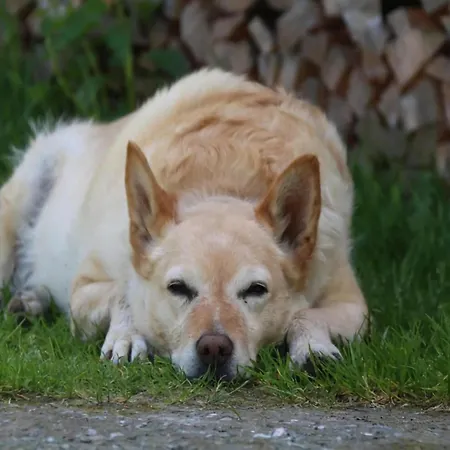 In Hollersbach Near Slopes Dorf (Salzburg)