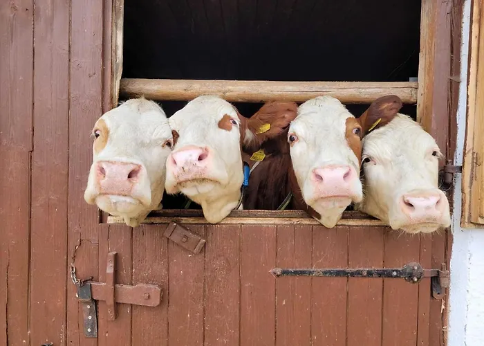 Apartmán In Hollersbach Near Slopes Dorf (Salzburg)