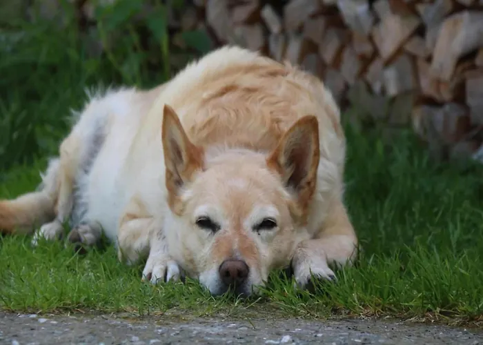 In Hollersbach Near Slopes Dorf (Salzburg)