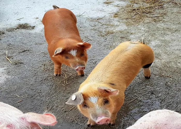 Apartmán In Hollersbach Near Slopes Dorf (Salzburg)